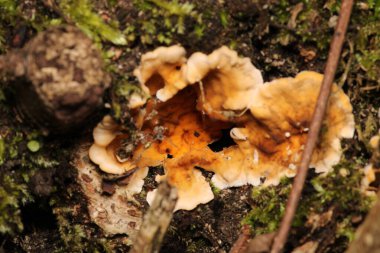 Doğal ağaç mantarı makro fotoğraf