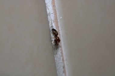 formica fusca ant böcek makro fotoğraf