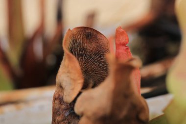 Sarracenia Leucophylla makro fotoğraf