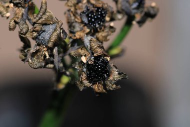 Dionaea muscipula sinek kapanı bitki tohumu