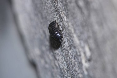İzopodlar böcek hayvan makro fotoğrafı