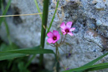 Doğal mor Oxalis articulata çiçeği fotoğrafı.