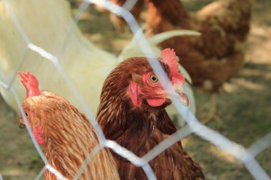 kırmızı beyaz horoz hayvan fotoğrafı