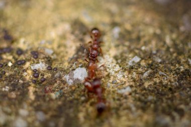 Siyah marangoz karnca makro fotoraf