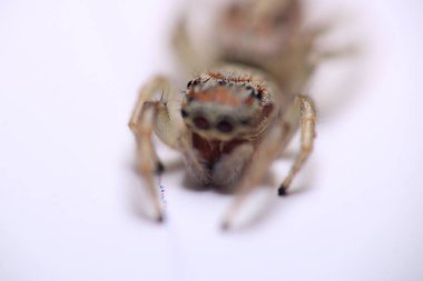 Küçük zıplayan örümcek makro fotoğrafı