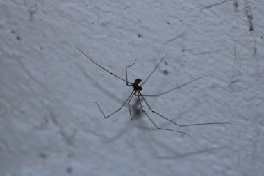 pholcus fhalangioides örümcek makro fotoğrafı