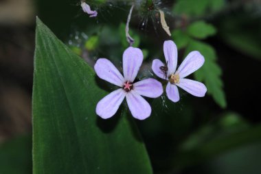 İnce bir Speedwell çiçek makro fotoğrafı.