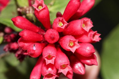 Cestrum fasciculatum bitki makro fotoğraf