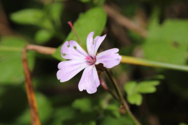İnce bir Speedwell çiçek makro fotoğrafı.