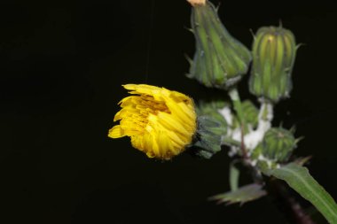 Calendula Officinalis sarı çiçekli makro fotoğraf