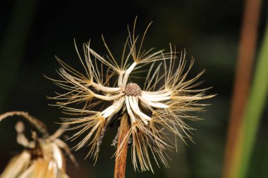 Karahindiba tohumları rüzgarda savruluyor.