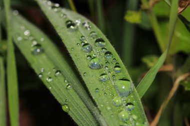 Su çimlerin üzerine makro fotoğraf düşürür.
