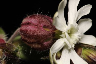 Gece çiçekli kedi sineği çiçekli makro fotoğraf
