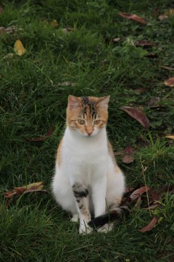 Küçük mavi gözlü kedi yavrusu fotoğrafı.