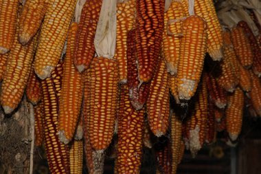 Taze haşlanmış mısır makro fotoğrafı.