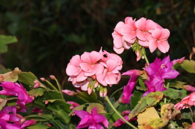 pembe pelargonium zonale çiçek makrosu