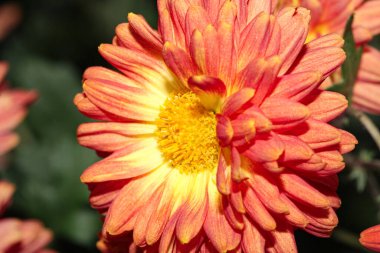 Alpine aster Pembe çiçek makro fotoğrafı