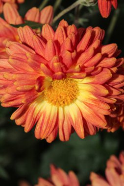Alpine aster Pembe çiçek makro fotoğrafı
