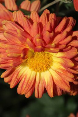 Alpine aster Pembe çiçek makro fotoğrafı