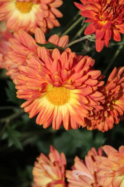 Alpine aster Pembe çiçek makro fotoğrafı