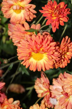 Alpine aster Pembe çiçek makro fotoğrafı