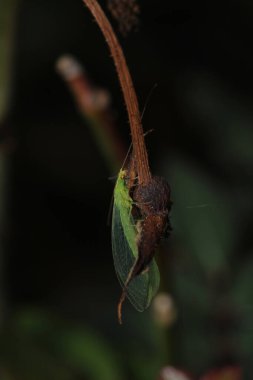 yeşil chrysopa böcek makro fotoğraf