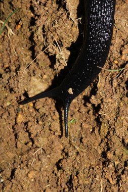 Cornu aspersum salyangoz hayvan makro fotoğrafı
