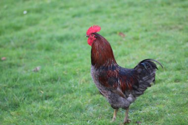 Doğal renkli tavuk makro fotoğrafı.