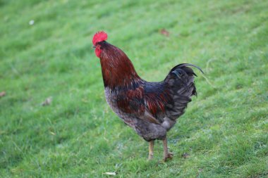 Doğal renkli tavuk makro fotoğrafı.