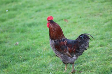 Doğal renkli tavuk makro fotoğrafı.