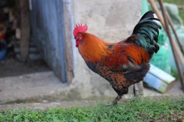Doğal renkli tavuk makro fotoğrafı.