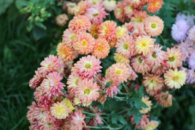 Alpine aster Pembe çiçek makro fotoğrafı