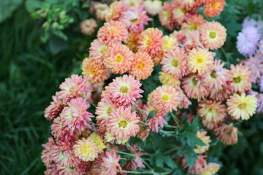 Alpine aster Pembe çiçek makro fotoğrafı
