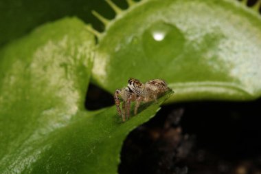 Küçük zıplayan örümcek makro fotoğrafı