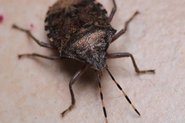 Halyomorfa Halys böcek makro fotoğrafı