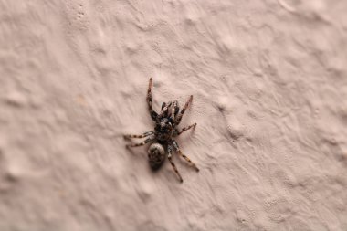 Küçük zıplayan örümcek makro fotoğrafı