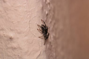 Küçük zıplayan örümcek makro fotoğrafı