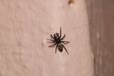 Küçük zıplayan örümcek makro fotoğrafı