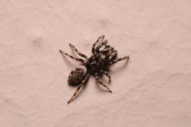 Küçük zıplayan örümcek makro fotoğrafı