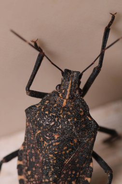 Halyomorfa Halys böcek makro fotoğrafı