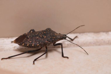 Halyomorfa Halys böcek makro fotoğrafı