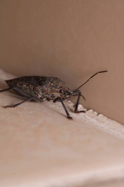 Halyomorfa Halys böcek makro fotoğrafı