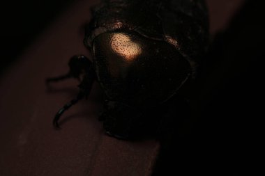 Avrupa gül ezici böcek makro fotoğrafı