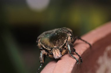 Avrupa gül ezici böcek makro fotoğrafı