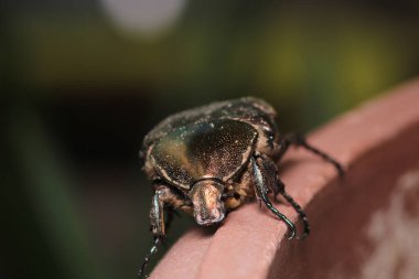 Avrupa gül ezici böcek makro fotoğrafı