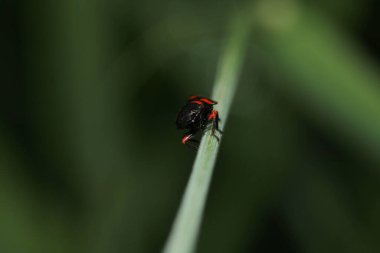 Cercopis incinebilir kırmızı böcek fotoğrafı