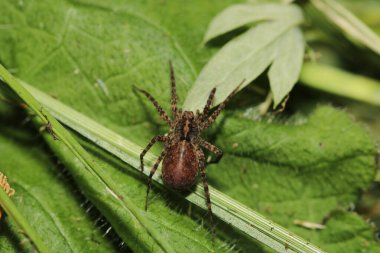 Agelena labirenti Örümcek makro fotoğrafı