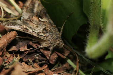 Doğal kızılağaç yaprağı makro fotoğrafı