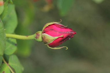 kırmızı gül çiçeği makro fotoğraf
