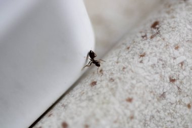 krematogaster scutellaris ant makro fotoğraf